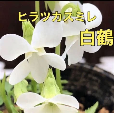 白鶴花